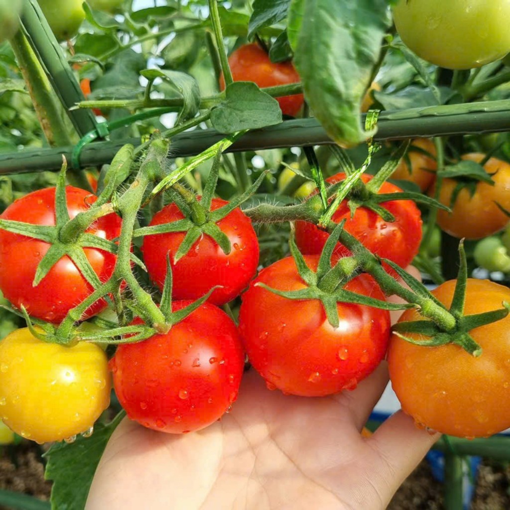 Hạt Giống Cà Chua Chịu Nhiệt – Sai Quả, Ngọt Thanh, Năng Suất Cao, Thích Hợp Khí Hậu Nóng Hàng CTY