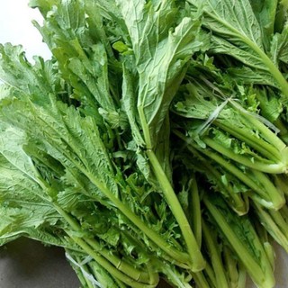 Hạt Giống Rau Cải Mèo Đặc Sản Tây Bắc 10g khoảng 4000 hạt – Ngon Giòn Ngọt Dễ Trồng – Nảy Mầm Cao