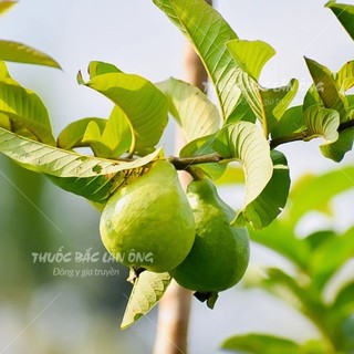 Lá ổi non phơi khô 100g (Lá ổi giảm cân, đọt ổi khô, thơm, sạch)
