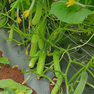 Hạt Giống Dưa Chuột Nếp Cao Sản – Giống Sai Trái, Giòn Ngọt, Năng Suất Vượt Trội Hàng CTY