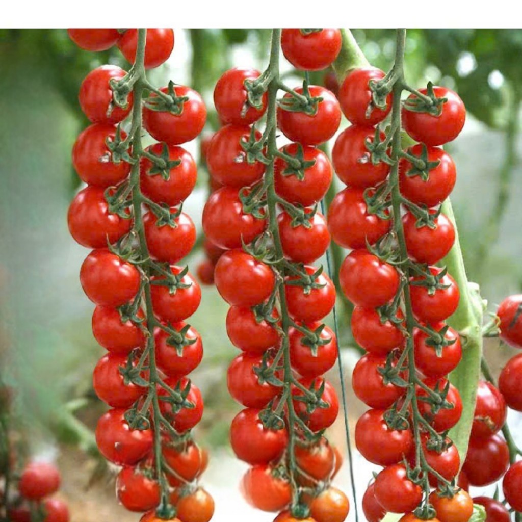 100 Hạt Giống Cà Chua Chuỗi Ngọc Đỏ – Quả Chùm Đẹp Mắt, Ngọt Mọng, Năng Suất Cao Hàng CTY