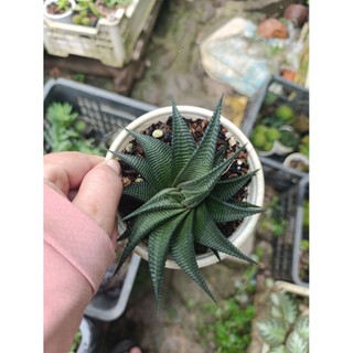 cây sen đá móng rồng xoáy