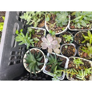 cây sen đá móng rồng xoáy