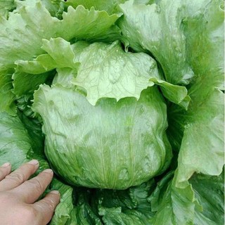 Hạt Giống Xà Lách Mineto – Cuộn To, Lá Xanh Giòn, Chịu Nhiệt