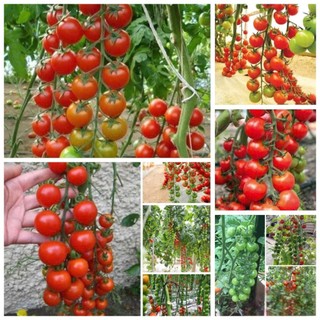 100 Hạt Giống Cà Chua Chuỗi Ngọc Đỏ – Quả Chùm Đẹp Mắt, Ngọt Mọng, Năng Suất Cao Hàng CTY