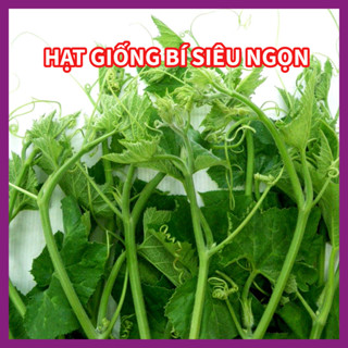  Hạt Giống Bí Đỏ Siêu Ngọn - Giòn Ngọt Năng Suất Cao 500gr - Hạt Giống Bí Ngô Siêu Ngọn 