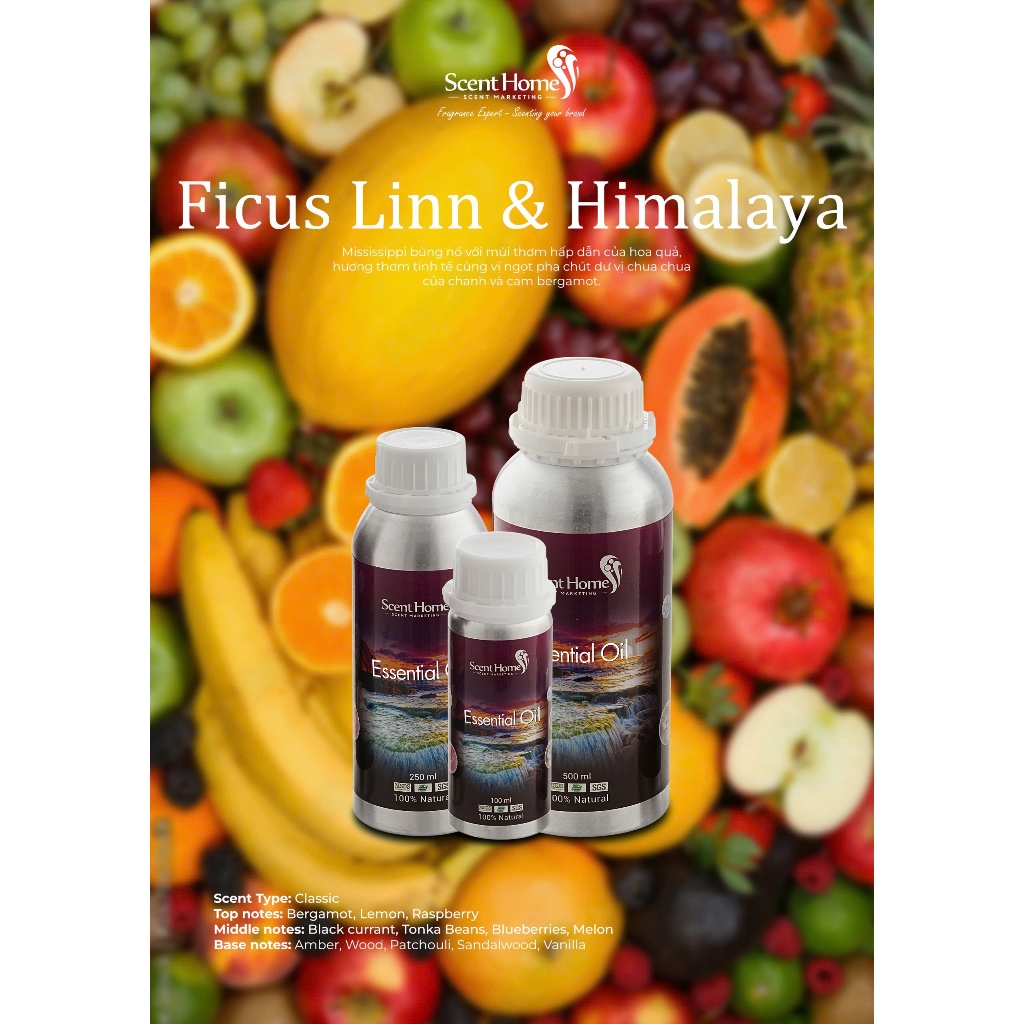 Tinh dầu Ficus Linn & Himalaya - Scent Homes (Ficus Linn & Himalaya - 50ml,100ml,250ml)