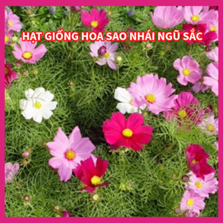  Hạt hoa sao nhái ngũ sắc - hoa nhiều màu dễ sống 