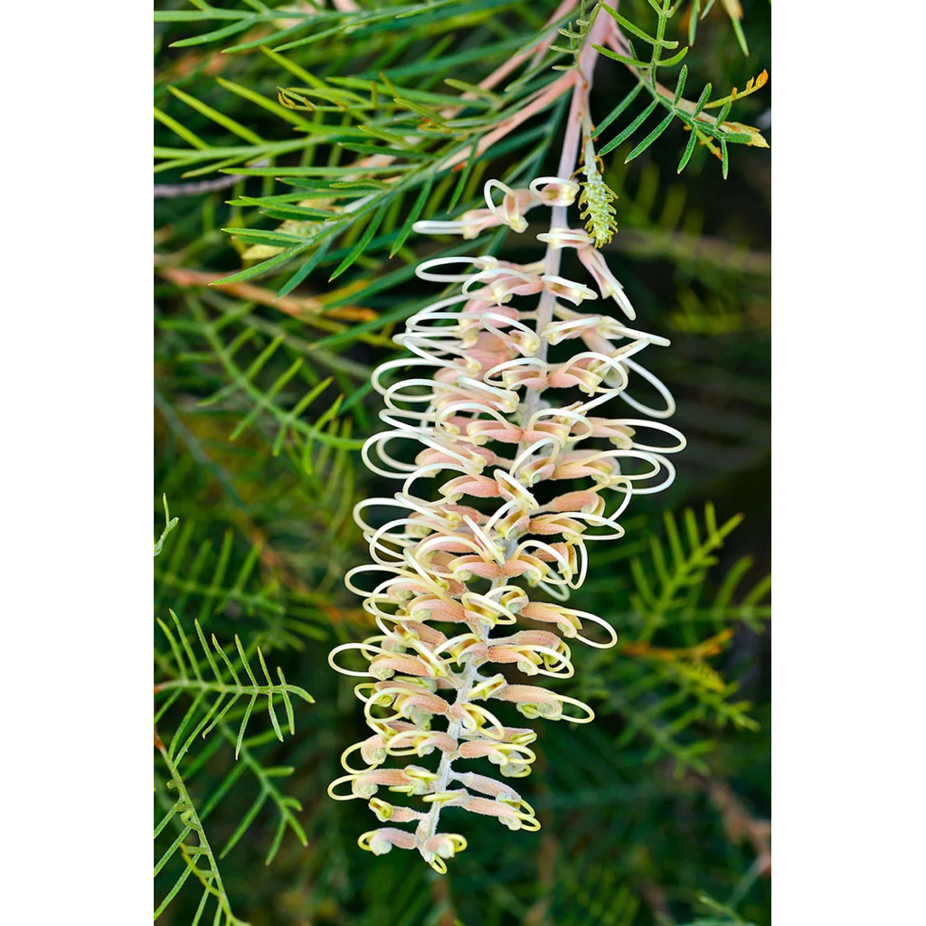 Cánh phượng ngà v0i 'Ivory whip'