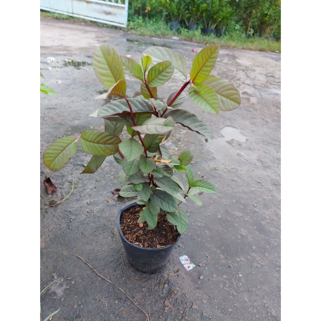 Combo 1 chậu khế tàu, 1 chậu ổi tím