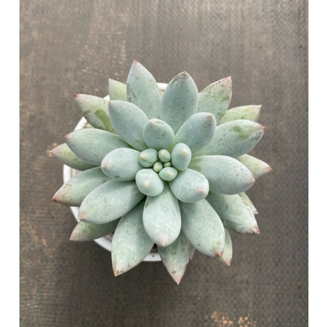 Sen đá ngón tay LINHDAN GARDEN. Size trung 10-12cm, lỗi 1 đổi 1