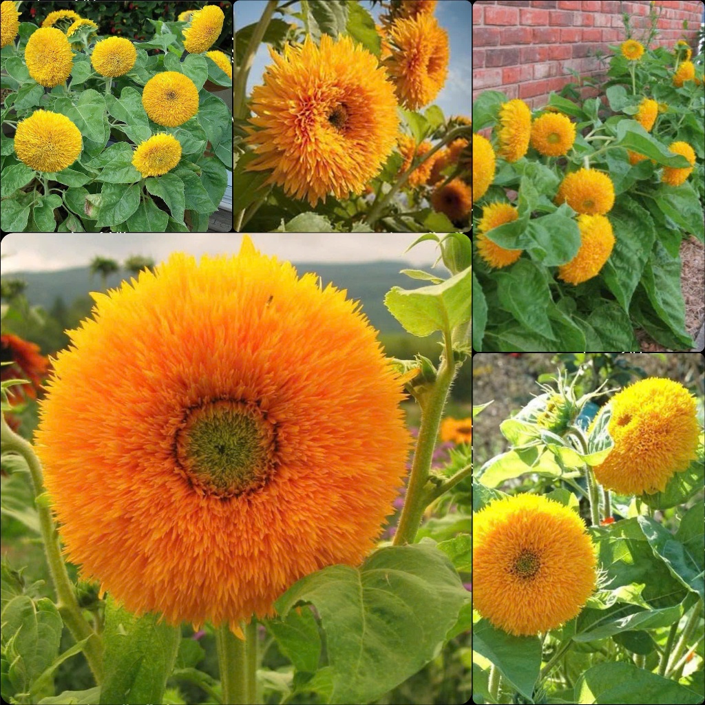 Hạt Giống Hoa Hướng Dương Xù, Hướng Dương Gấu Bông- Gói 30 hạt