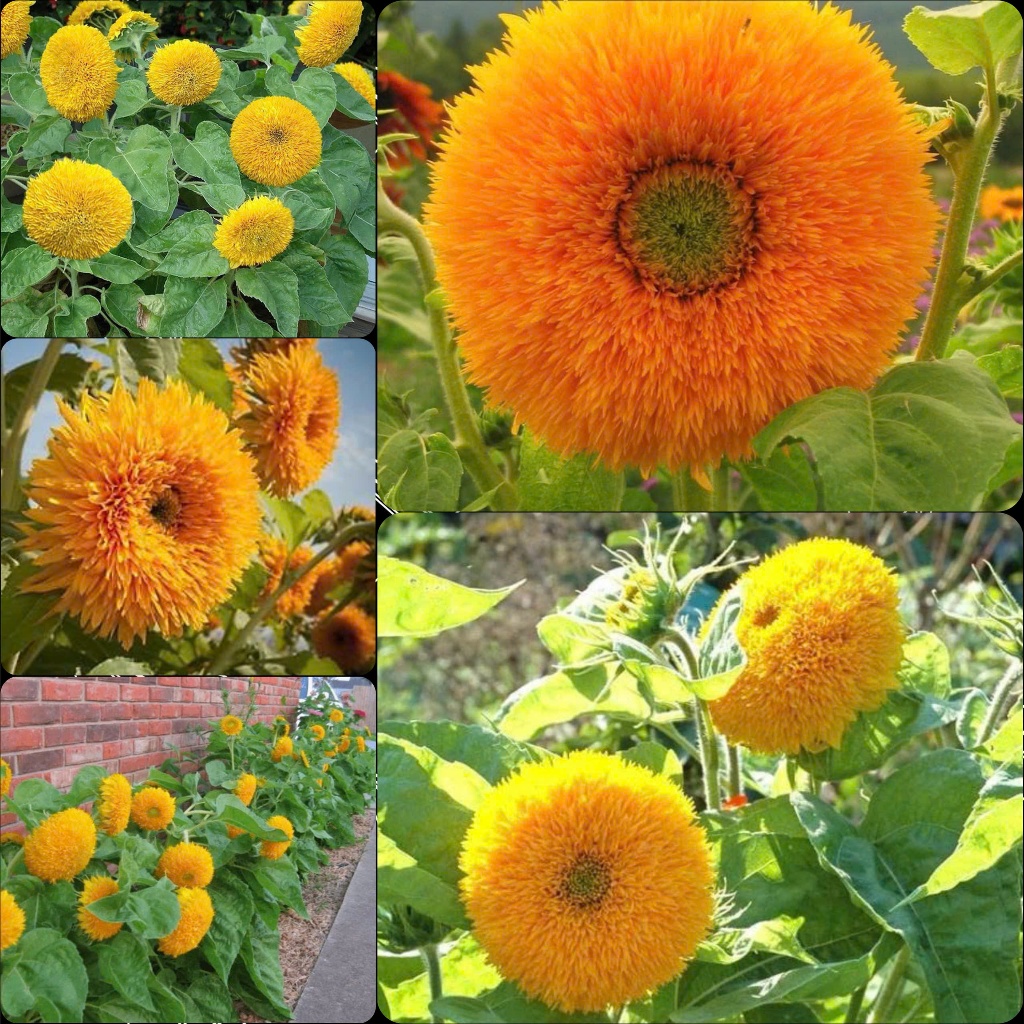 Hạt Giống Hướng Dương Gấu Bông, Hướng Dương Xù- 1 gói 30 hạt