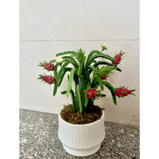 Chậu thanh long bằng đất sét để bàn