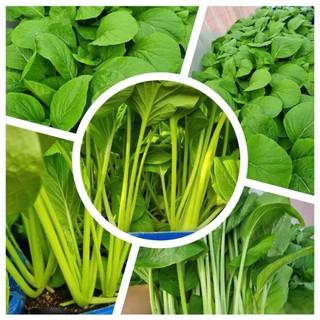 Hạt giống Cải Ngọt Cao Sản - Giòn Ngọt, Năng Suất Cao, Dễ Trồng Hàng CTY