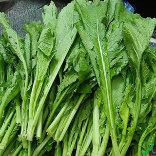 Hạt Giống Cải mèo là giống rau đặc trưng của vùng núi phía Bắc, lá xoăn nhẹ, màu xanh đậm