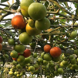 100 Hạt Giống Cà Chua Bạch Tuộc Cao Sản - Hoa Đẹp, Quả Lạ, Năng Suất Cao Hàng CTY