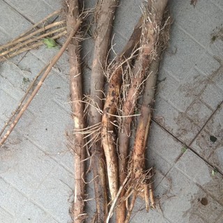 Rễ Cây Dứa Dại tươi 1kg (Hàng có sẵn)