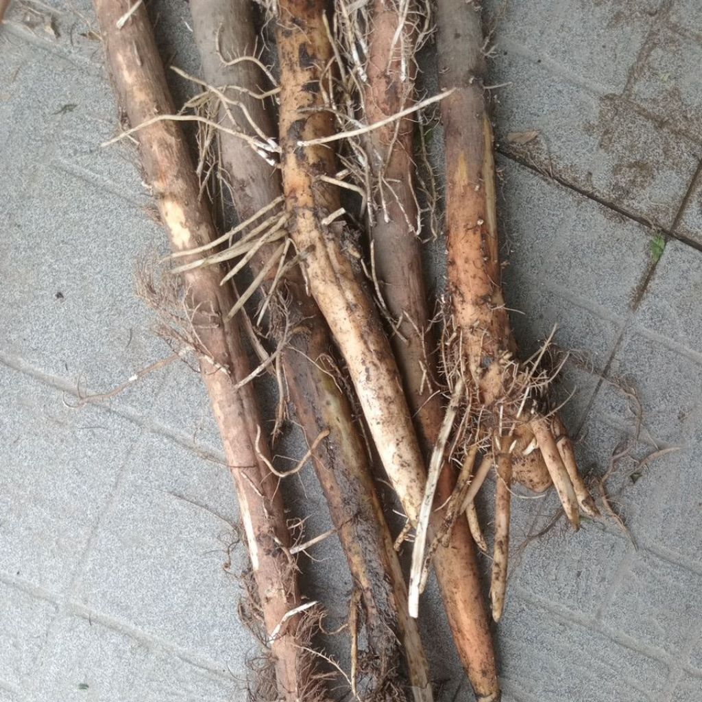 Rễ Cây Dứa Dại tươi 1kg (Hàng có sẵn)