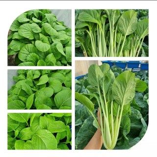 Hạt giống Cải Ngọt Cao Sản - Giòn Ngọt, Năng Suất Cao, Dễ Trồng Hàng CTY