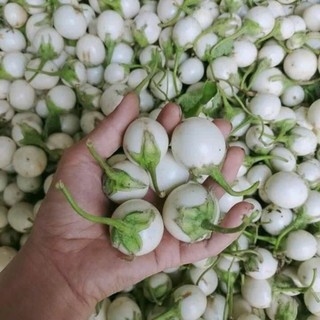 70 Hạt Giống Cà Pháo Trắng – Quả Tròn Đẹp, Giòn Ngon, Dễ Trồng Hàng CTY