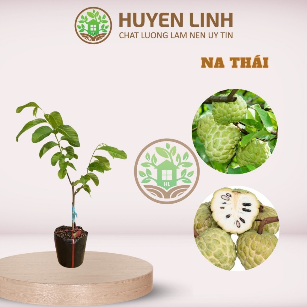 Na Thái, Cao 20 - 25cm, Cây Chui Cành, Hỗ Trợ Kỹ Thuật Trồng, Huyen Linh Garden