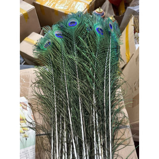 Lông Công phong thuỷ đẹp 80- 90cm  [PBMC]