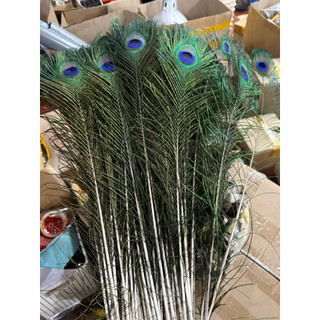 Lông Công phong thuỷ đẹp 80- 90cm  [PBMC]