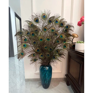 Lông Công phong thuỷ đẹp 80- 90cm  [PBMC]