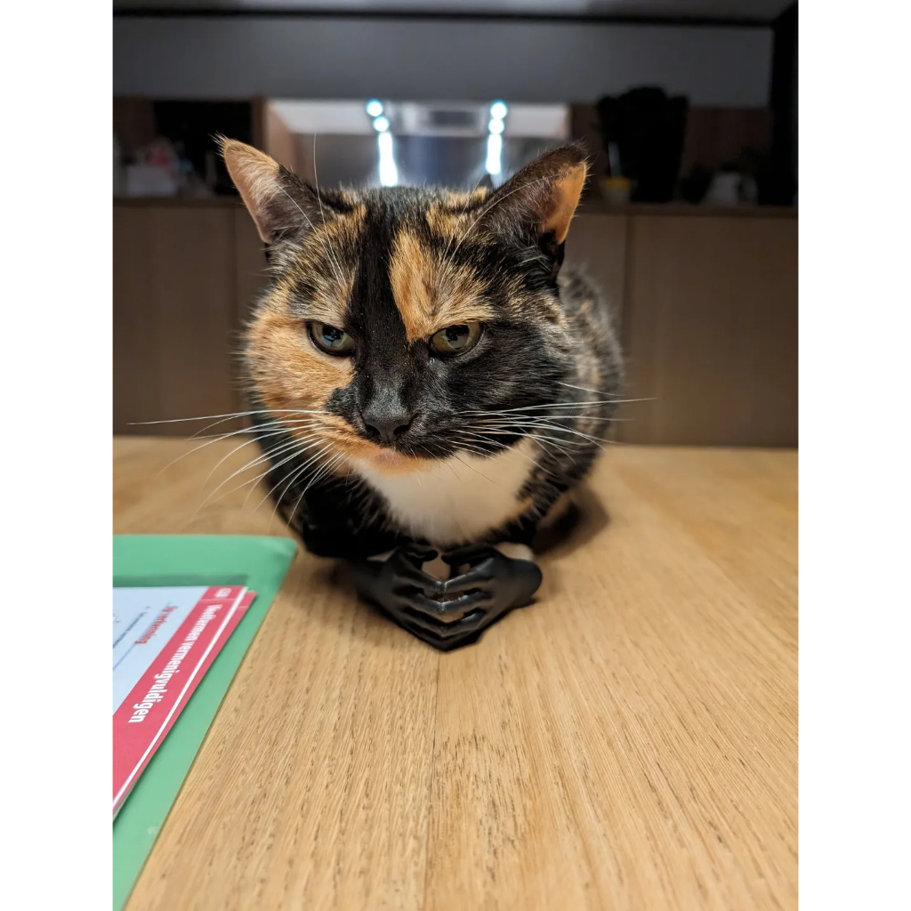 Tay cho mèo meme mèo suy nghĩ, động não