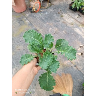 cải kale xoăn tím- kale xoăn xanh