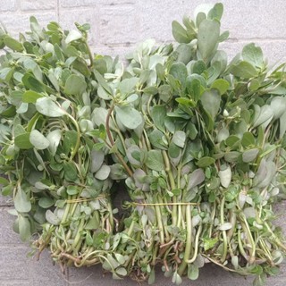 1kg rau sam tươi