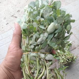 1kg rau sam tươi