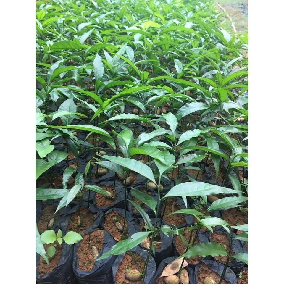Com Bo 5 cây cây rau ngót rừng