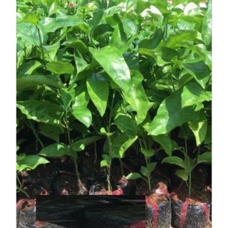 chậu chanh dây giống  ( cao 20-40cm )