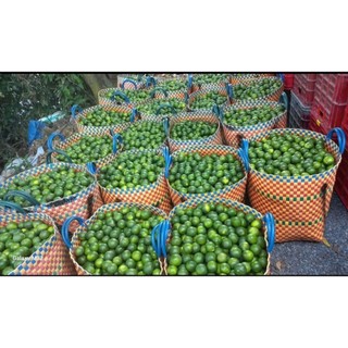 combo 10 chanh bông tím ( chanh tứ quý )