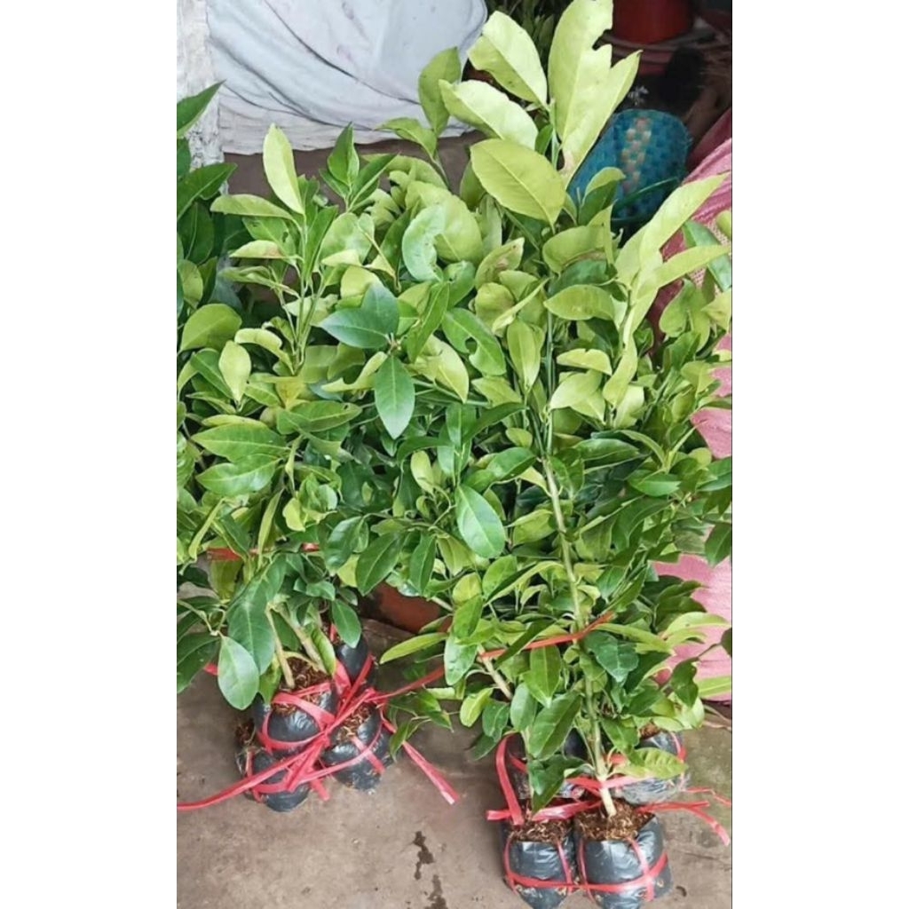 combo 10 chanh bông tím ( chanh tứ quý )