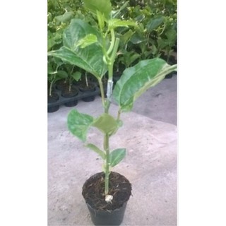 chậu chanh dây giống  ( cao 20-40cm )