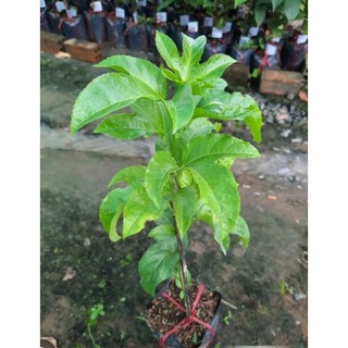 chậu chanh dây giống  ( cao 20-40cm )