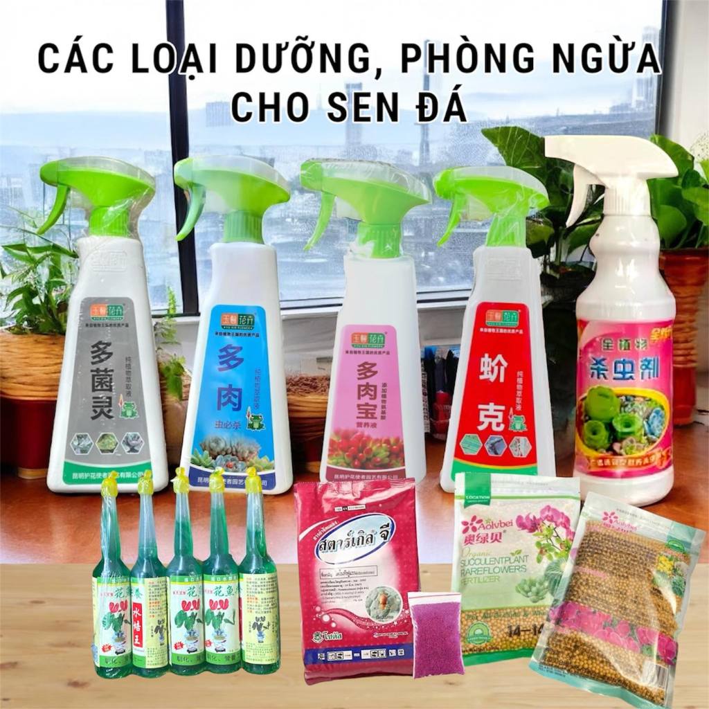 Dưỡng lên màu phòng ngừa côn trùng rệp nấm bệnh sen đá xương rồng Nabi NB3