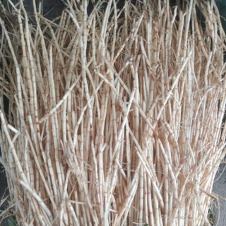 rễ tranh tươi( không  gửi  hàng miền bắc)