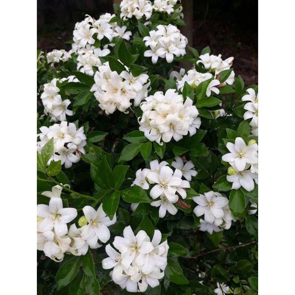 Cây bông hoa Nguyệt quế cây giống cao 20cm giá 3 cây 90k