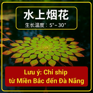 [SHIP BẮC-TRUNG] TrapaHydro - 6 Cây Ấu Thái -KHÔNG CO2- Cây Thủy Sinh