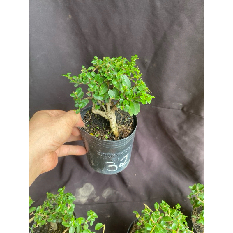 sam hương nhỏ, cao chỉ từ 5cm đến 12cm