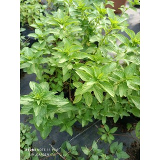 các loại bạc hà: peppermint (bh tiêu), bạc hà nhật, bạc hà pháp ( bh âu)