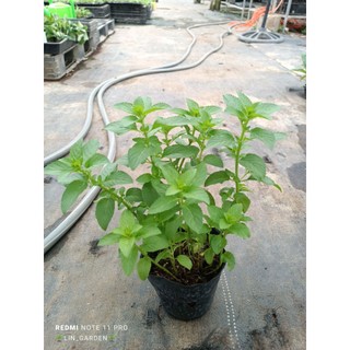 các loại bạc hà: peppermint (bh tiêu), bạc hà nhật, bạc hà pháp ( bh âu)