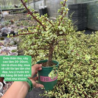  cây sen đá Dola thân thụ cao tầm 25-30cm THUANPHAT GARDEN 