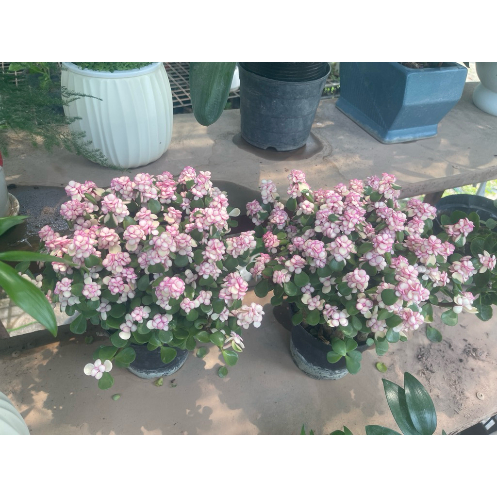 Cây sen đá đô la hồng, ,chậu to nhiều cây (Hà Nội)