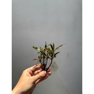  Cây Mị Nương - Cây Thủy Sinh Trang Trí Setup Bể Thuỷ Sinh Hồ Cá Bể Bán Cạn  1 Cây Nhỏ Ngẩu Nhiên  