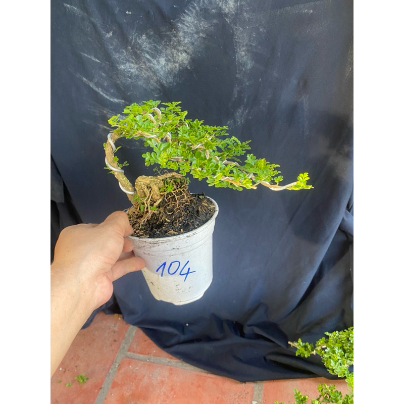chậu cây cần thăng để bàn ( cần cù thăng tiến) tái dài từ 15cm đến 18cm. lựa mẫu, đặt không được nhắn shop ạ